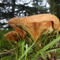 Paxillus involutus (Brown roll-rim) at Yarralumla, ACT - 9 Apr 2014 by AlisonMilton