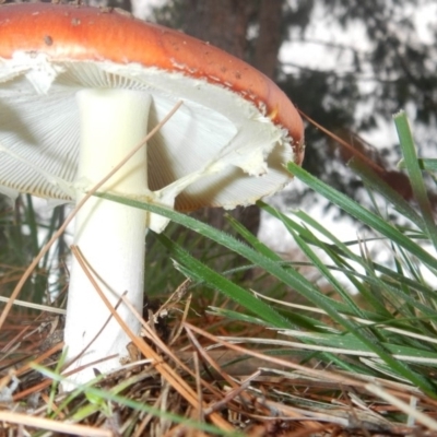 Amanita muscaria (Fly Agaric) at Yarralumla, ACT - 30 Apr 2015 by AlisonMilton