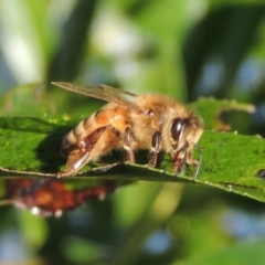 Apis mellifera (European honey bee) at Paddys River, ACT - 18 Mar 2017 by MichaelBedingfield
