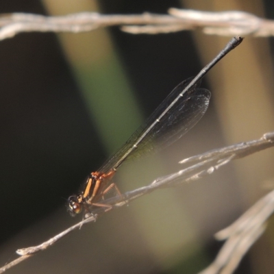 Nososticta solida (Orange Threadtail) at Paddys River, ACT - 18 Mar 2017 by michaelb