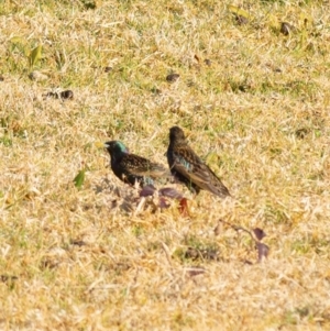 Sturnus vulgaris at Millingandi, NSW - 24 Jul 2017 06:44 AM