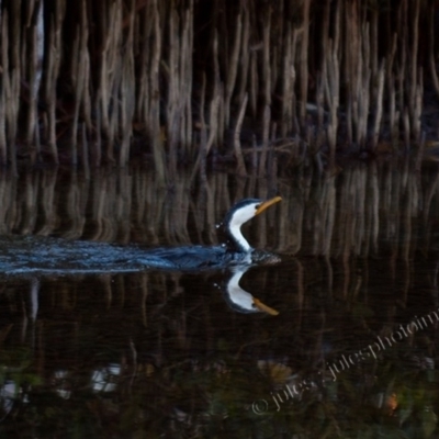 Microcarbo melanoleucos (Little Pied Cormorant) at Millingandi, NSW - 22 Jul 2017 by JulesPhotographer