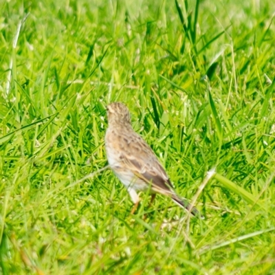 Anthus australis (Australian Pipit) at Millingandi, NSW - 14 Apr 2017 by JulesPhotographer