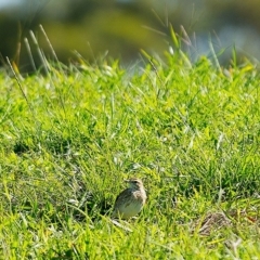 Anthus australis (Australian Pipit) at Millingandi, NSW - 5 Apr 2017 by JulesPhotographer