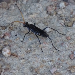 Fabriogenia sp. (genus) at Fyshwick, ACT - 14 Jan 2017 06:23 PM