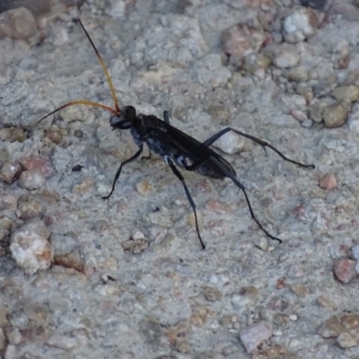 Fabriogenia sp. (genus) (Spider wasp) at Fyshwick, ACT - 14 Jan 2017 by roymcd