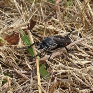 Apothechyla sp. (genus) at Garran, ACT - 26 Jan 2017