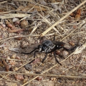 Apothechyla sp. (genus) at Garran, ACT - 26 Jan 2017