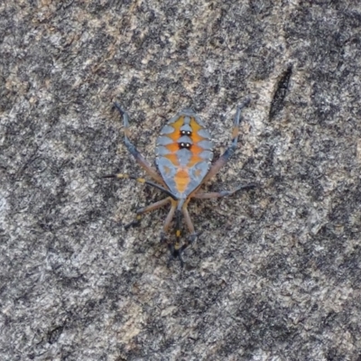 Amorbus (genus) (Eucalyptus Tip bug) at Red Hill, ACT - 5 Feb 2017 by roymcd