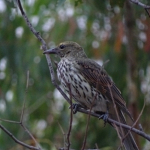 Oriolus sagittatus at Red Hill, ACT - 8 Feb 2017