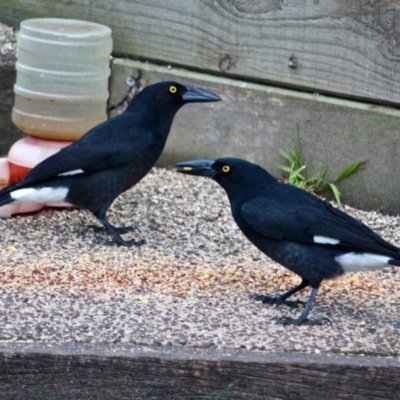 Strepera graculina (Pied Currawong) at Berrambool, NSW - 22 Jul 2017 by RossMannell