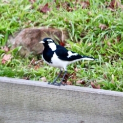 Grallina cyanoleuca (Magpie-lark) at Berrambool, NSW - 22 Jul 2017 by RossMannell