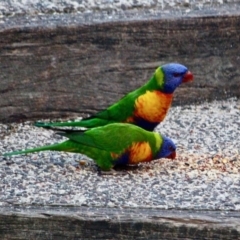 Trichoglossus moluccanus (Rainbow Lorikeet) at Berrambool, NSW - 22 Jul 2017 by RossMannell