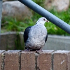 Columba leucomela (White-headed Pigeon) at Berrambool, NSW - 22 Jul 2017 by RossMannell