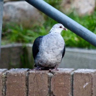 Columba leucomela (White-headed Pigeon) at Berrambool, NSW - 23 Jul 2017 by RossMannell