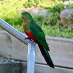 Alisterus scapularis (Australian King-Parrot) at Berrambool, NSW - 23 Jul 2017 by RossMannell