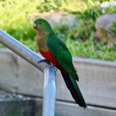 Alisterus scapularis (Australian King-Parrot) at Berrambool, NSW - 23 Jul 2017 by RossMannell