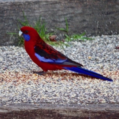 Platycercus elegans (Crimson Rosella) at Berrambool, NSW - 23 Jul 2017 by RossMannell