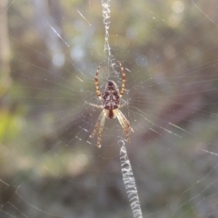 Plebs eburnus (Eastern bush orb-weaver) at Bywong, NSW - 24 Oct 2015 by michaelb