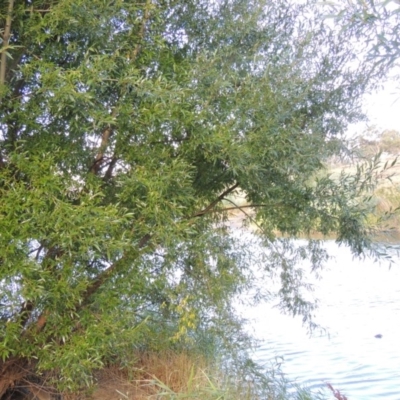 Salix nigra (Black Willow) at Paddys River, ACT - 18 Mar 2017 by michaelb