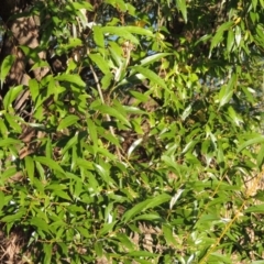 Salix nigra at Paddys River, ACT - 18 Mar 2017 06:32 PM