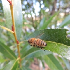 Salix nigra at Paddys River, ACT - 18 Mar 2017