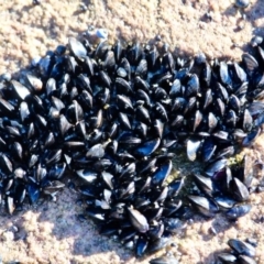 Xenostrobus pulex (Little Black Horse Mussel) at Nadgee, NSW - 23 Jul 2017 by RossMannell