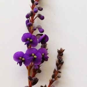 Hardenbergia violacea at Hughes, ACT - 25 Jul 2017 12:00 AM