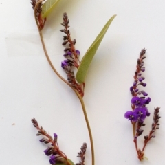 Hardenbergia violacea at Hughes, ACT - 25 Jul 2017 12:00 AM