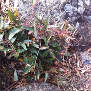 Hardenbergia violacea at Hughes, ACT - 25 Jul 2017 12:00 AM