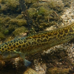 Gadopsis bispinosa at Cotter River, ACT - 10 Mar 2016