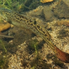 Gadopsis bispinosa at Cotter River, ACT - 10 Mar 2016