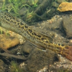 Gadopsis bispinosa at Cotter River, ACT - 10 Mar 2016