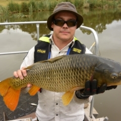 Cyprinus carpio (Common Carp) at Bonython, ACT - 25 Jan 2017 by MichaelMulvaney