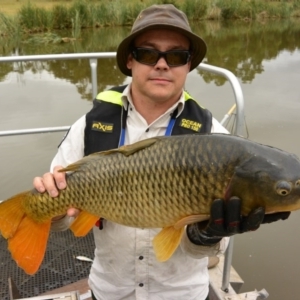 Cyprinus carpio at Bonython, ACT - 25 Jan 2017 10:54 AM