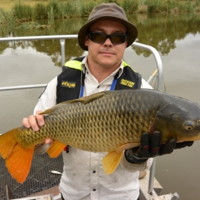 Cyprinus carpio (Common Carp) at Bonython, ACT - 24 Jan 2017 by MichaelMulvaney