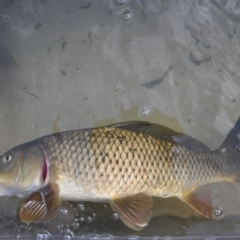 Cyprinus carpio (Common Carp) at Bumbalong, NSW - 27 May 2010 by MichaelMulvaney