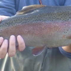 Oncorhynchus mykiss (Rainbow Trout) at Cotter River, ACT - 30 Apr 2014 by MichaelMulvaney