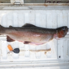 Oncorhynchus mykiss at Cotter River, ACT - 30 Apr 2014