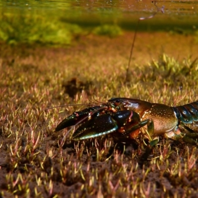 Euastacus rieki (Reik's Crayfish) at Namadgi National Park - 23 Feb 2016 by MichaelMulvaney