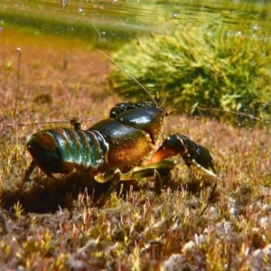 Euastacus rieki at Yaouk, NSW - suppressed