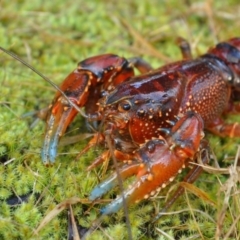 Euastacus crassus (Alpine Spiny Crayfish) at Paddys River, ACT - 17 Mar 2004 by MichaelMulvaney