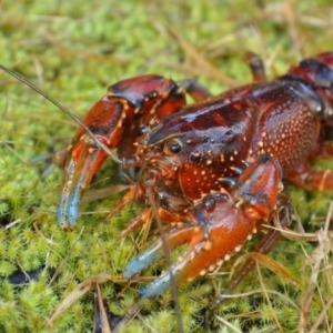 Euastacus crassus at Paddys River, ACT - suppressed