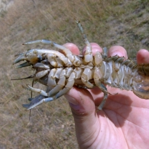 Euastacus crassus at Paddys River, ACT - suppressed