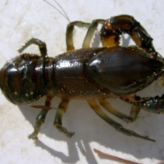 Euastacus crassus at Paddys River, ACT - suppressed