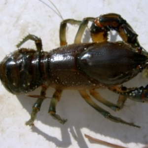 Euastacus crassus at Paddys River, ACT - suppressed