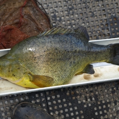 Macquaria ambigua (Golden Perch, Yellowbelly, Callop) at Yarrow, NSW - 13 Nov 2009 by MichaelMulvaney