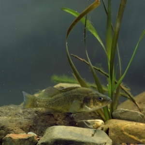 Macquaria ambigua at Yarrow, NSW - 13 Nov 2009