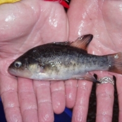 Macquaria australasica at Wambrook, NSW - 16 Apr 2009