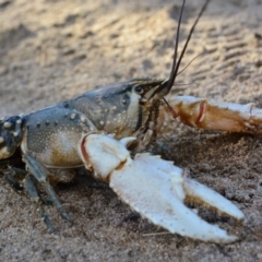 Euastacus armatus (Murray River Crayfish) at Pine Island to Point Hut - 21 May 2015 by MichaelMulvaney